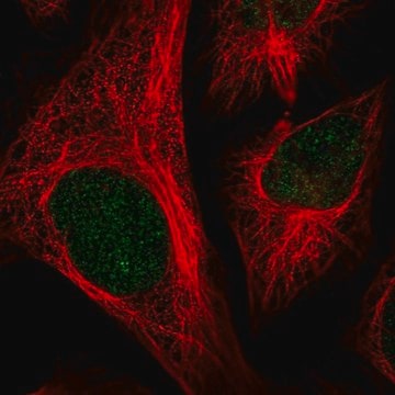 Anti-CFAP58 antibody produced in rabbit Prestige Antibodies&#174; Powered by Atlas Antibodies, affinity isolated antibody