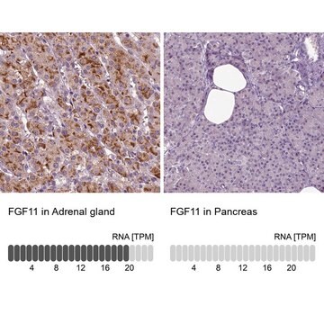 Anti-FGF11 Prestige Antibodies&#174; Powered by Atlas Antibodies, affinity isolated antibody