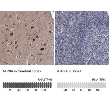 Anti-ATP9A antibody produced in rabbit Prestige Antibodies&#174; Powered by Atlas Antibodies, affinity isolated antibody, buffered aqueous glycerol solution