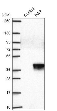 抗-PGP 兔抗 Prestige Antibodies&#174; Powered by Atlas Antibodies, affinity isolated antibody, buffered aqueous glycerol solution