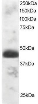 Anti-TFEC antibody produced in goat affinity isolated antibody, buffered aqueous solution