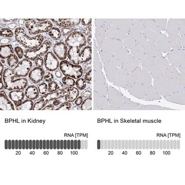 Anti-BPHL antibody produced in rabbit Prestige Antibodies&#174; Powered by Atlas Antibodies, affinity isolated antibody, buffered aqueous glycerol solution