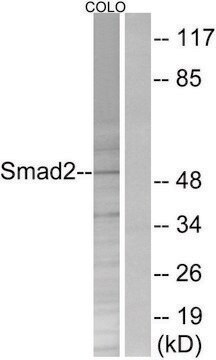 Anti-SMAD2 antibody produced in rabbit affinity isolated antibody