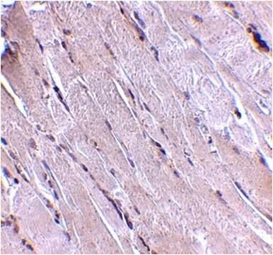 Anti-Wnt Antibody-10b from rabbit, purified by affinity chromatography