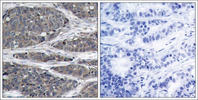 Anti-NFKB1 (Ab-932) antibody produced in rabbit affinity isolated antibody