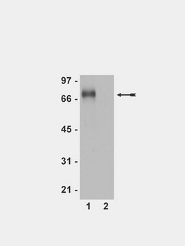 Anticorps anti-phospho-Flt-1 (Tyr1213) Upstate&#174;, from rabbit