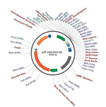 PSF-CMV-RSV-SEAP ASCI - ALKALINE PHOSPHATASE PLASMID plasmid vector for molecular cloning