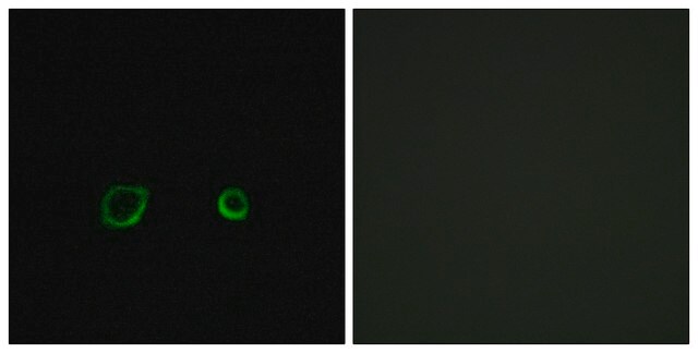 Anti-CNTN4 antibody produced in rabbit affinity isolated antibody