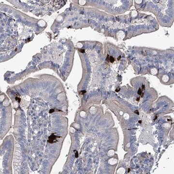 Anti-TAAR5 antibody produced in rabbit Prestige Antibodies&#174; Powered by Atlas Antibodies, affinity isolated antibody, buffered aqueous glycerol solution