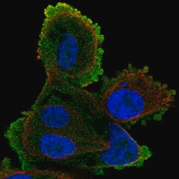 Anti-ATP8A2 antibody produced in rabbit Prestige Antibodies&#174; Powered by Atlas Antibodies, affinity isolated antibody