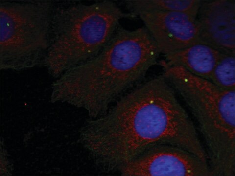 Anti-phospho-SNCA (pTyr125) antibody produced in rabbit affinity isolated antibody