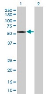 Anti-CYP2A13 antibody produced in rabbit purified immunoglobulin, buffered aqueous solution