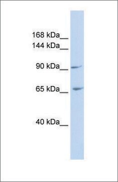 Anti-ICAM5 antibody produced in rabbit affinity isolated antibody