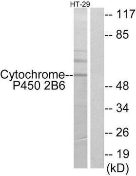 Anti-Cytochrome P450 2B6 antibody produced in rabbit affinity isolated antibody