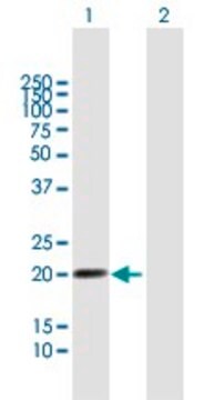 Anti-LILRB2 antibody produced in mouse purified immunoglobulin, buffered aqueous solution