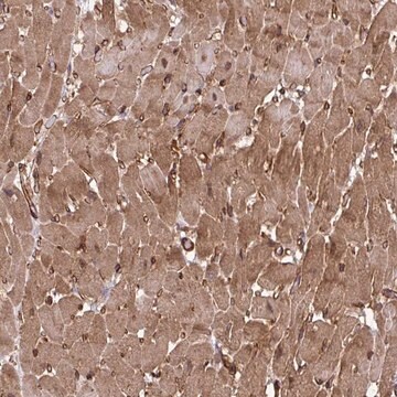 Anti-TRIM52 antibody produced in rabbit Prestige Antibodies&#174; Powered by Atlas Antibodies, affinity isolated antibody, buffered aqueous glycerol solution