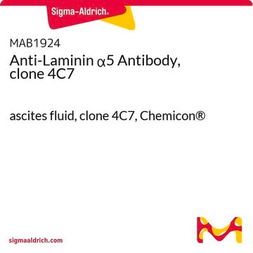 Anticuerpo anti-laminina&#945;5, clon 4C7 ascites fluid, clone 4C7, Chemicon&#174;