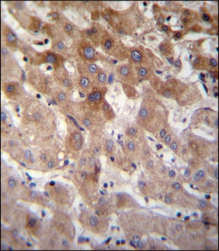 ANTI-MBTD1 (C-TERM) antibody produced in rabbit IgG fraction of antiserum, buffered aqueous solution