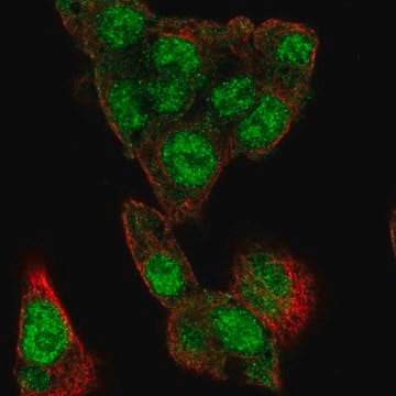 Anti-MLXIPL antibody produced in rabbit Prestige Antibodies&#174; Powered by Atlas Antibodies, affinity isolated antibody