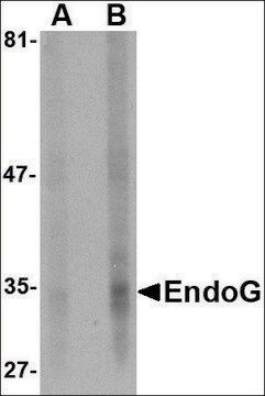 Monoclonal Anti-EndoG antibody produced in mouse clone 7F2G10, purified immunoglobulin, buffered aqueous solution