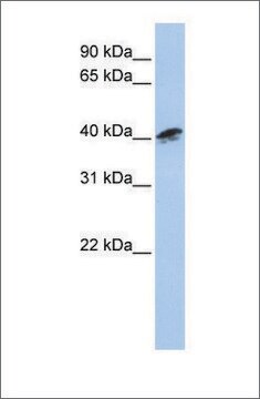 Anti-ACTR1A antibody produced in rabbit affinity isolated antibody