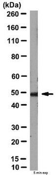 Anti-DEPTOR Antibody from rabbit, purified by affinity chromatography