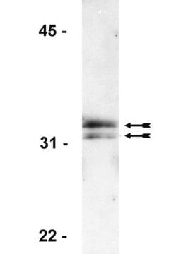 Anticorps anti-histone&nbsp;H1, clone&nbsp;AE-4 clone AE-4, Upstate&#174;, from mouse