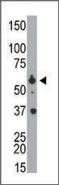 Anti-FASTK (N-term) antibody produced in rabbit IgG fraction of antiserum, buffered aqueous solution