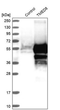 Anti-TMED8 antibody produced in rabbit Prestige Antibodies&#174; Powered by Atlas Antibodies, affinity isolated antibody, buffered aqueous glycerol solution