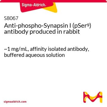 Anti-phospho-Synapsin I (pSer9) antibody produced in rabbit ~1&#160;mg/mL, affinity isolated antibody, buffered aqueous solution