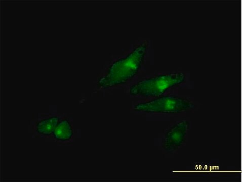 Anti-SCYL3 antibody produced in mouse purified immunoglobulin, buffered aqueous solution