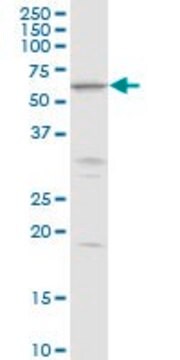 Anti-MKKS antibody produced in rabbit purified immunoglobulin, buffered aqueous solution