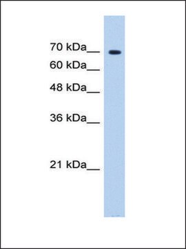 Anti-SF4 antibody produced in rabbit affinity isolated antibody