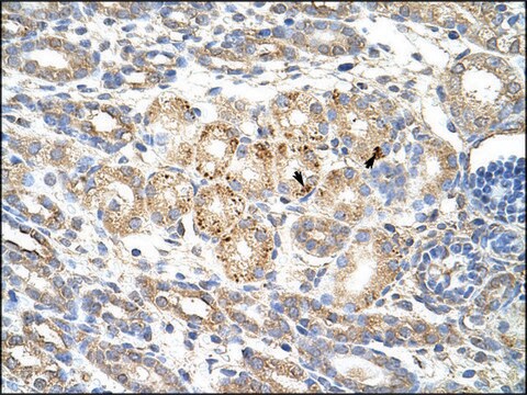 Anti-WNT9B antibody produced in rabbit IgG fraction of antiserum