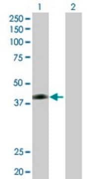 Anti-JAM2 antibody produced in rabbit purified immunoglobulin, buffered aqueous solution