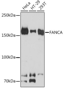 Anti-FANCA Antibody, clone 4Q1Q8, Rabbit Monoclonal