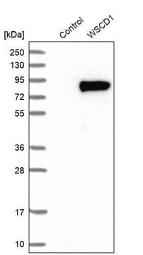 Anti-WSCD1 antibody produced in rabbit Prestige Antibodies&#174; Powered by Atlas Antibodies, affinity isolated antibody, buffered aqueous glycerol solution