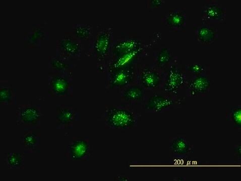 Monoclonal Anti-FOSL2 antibody produced in mouse clone 2B4-1C2, purified immunoglobulin, buffered aqueous solution