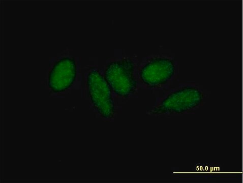 Anti-MED9 antibody produced in mouse purified immunoglobulin, buffered aqueous solution