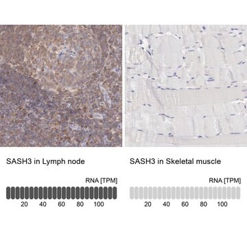 ANTI-SASH3 antibody produced in rabbit Prestige Antibodies&#174; Powered by Atlas Antibodies, affinity isolated antibody, buffered aqueous glycerol solution