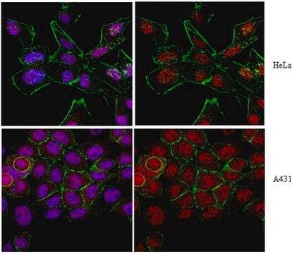 Anticorps anti-axine-1 from rabbit, purified by affinity chromatography