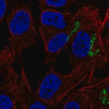 Anti-GNPTAB antibody produced in rabbit Prestige Antibodies&#174; Powered by Atlas Antibodies, affinity isolated antibody