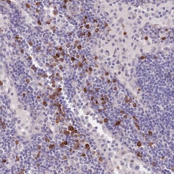 Anti-TNRC6C antibody produced in rabbit Prestige Antibodies&#174; Powered by Atlas Antibodies, affinity isolated antibody, buffered aqueous glycerol solution