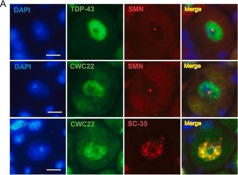 Anti-CWC22 antibody produced in rabbit Prestige Antibodies&#174; Powered by Atlas Antibodies, affinity isolated antibody, buffered aqueous glycerol solution