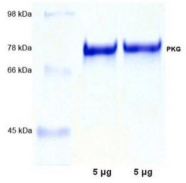 PKG, Iα, płuco bydlęce