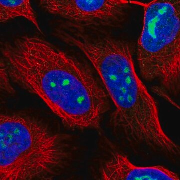 Anti-WDR3 antibody produced in rabbit Prestige Antibodies&#174; Powered by Atlas Antibodies, affinity isolated antibody