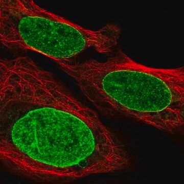 Anti-GTF3C3 antibody produced in rabbit Prestige Antibodies&#174; Powered by Atlas Antibodies, affinity isolated antibody