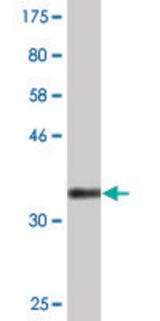 Monoclonal Anti-CACNG7, (C-terminal) antibody produced in mouse clone 1F7, purified immunoglobulin, buffered aqueous solution