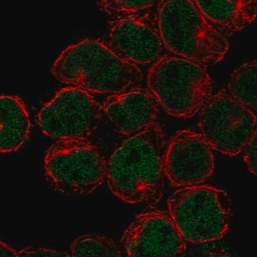 Anti-Lyl1 Antibody Produced In Rabbit Prestige Antibodies&#174; Powered by Atlas Antibodies, affinity isolated antibody, buffered aqueous glycerol solution