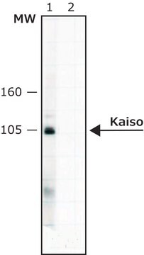 Anti-Kaiso antibody ,Mouse monoclonal clone 6F, purified from hybridoma cell culture